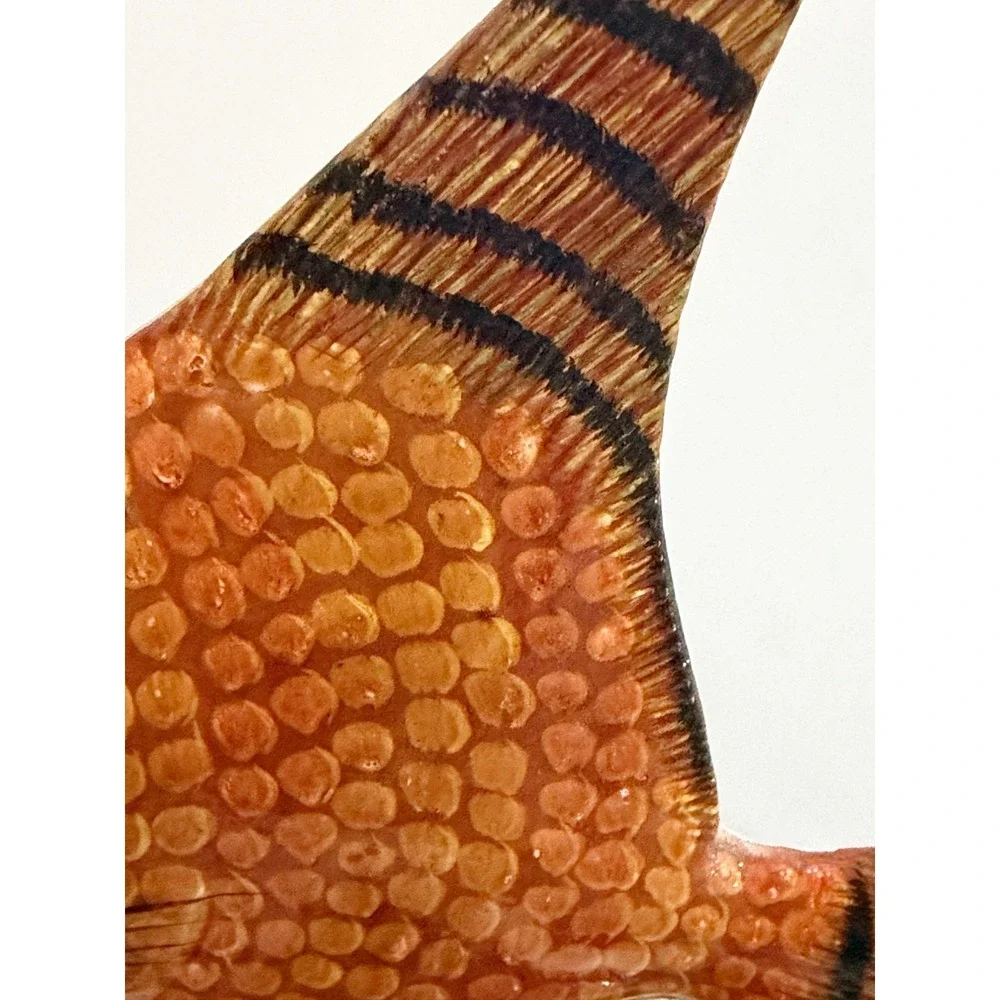 Tropical Angelfish Figurine Coral Base Carved Wood Handcrafted Lifelike 9